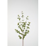 Eucalyptus Parvifolia 97cm