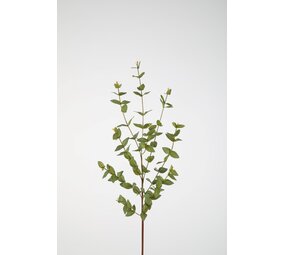 Eucalyptus Parvifolia 97cm