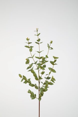 Eucalyptus Parvifolia 97cm