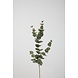 Eucalyptus Spray 81cm