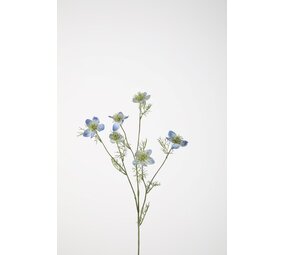 Nigella Spray 71cm