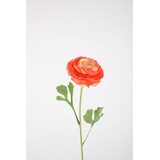 Ranunculus Stem 56cm