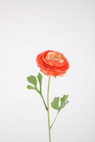 Ranunculus Stem 56cm Ranunculus Stem 56cm