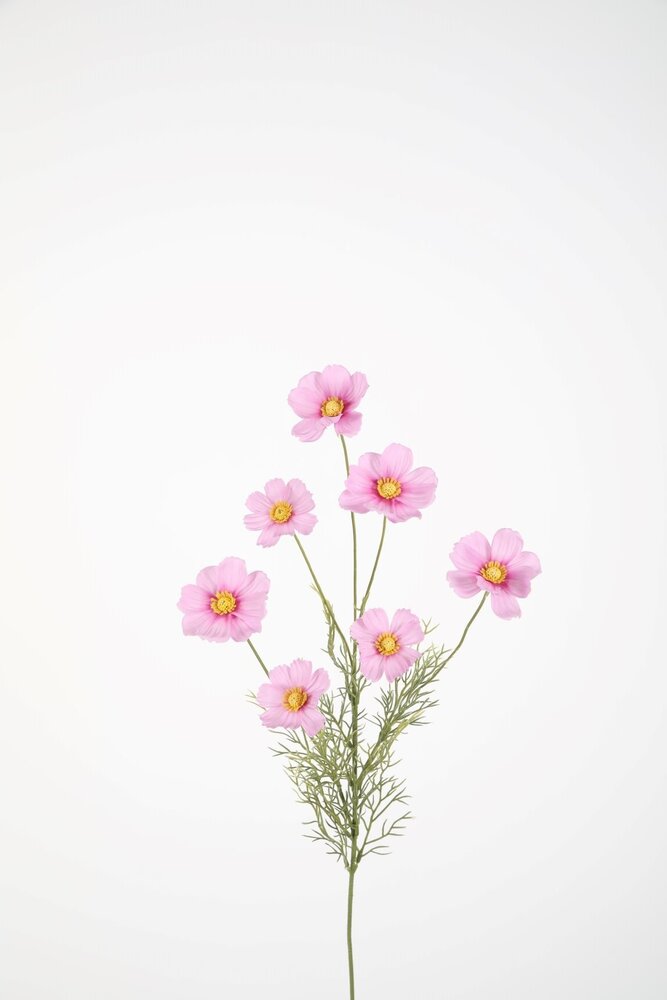 Cosmos Spray x7 77cm Cosmos Spray x7 77cm