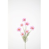 Cosmos Spray x7 77cm