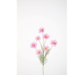 Cosmos Spray x7 77cm Cosmos Spray x7 77cm