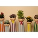 Vaas mrs & miss - Orange/light red/mint