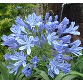 Agapanthus Africanus