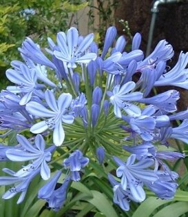 Agapanthus africanus