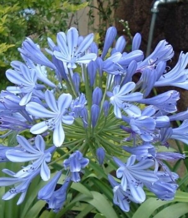 Agapanthus Agapanthus Africanus