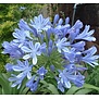 Agapanthus Africanus
