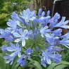 Agapanthus Agapanthus Africanus Agapanthus Agapanthus Africanus