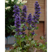 Ajuga reptans
