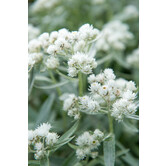 Anaphalis triplinervis