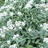Anaphalis Anaphalis triplinervis Anaphalis Anaphalis triplinervis
