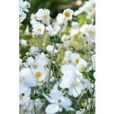 Anemone hybrida 'Honorine Jobert'