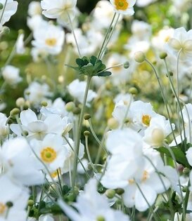 Anemone hybrida 'Honorine Jobert'