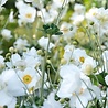 Anemone Anemone hybrida 'Honorine Jobert' Anemone Anemone hybrida 'Honorine Jobert'