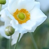 Anemone Anemone hybrida 'Honorine Jobert' Anemone Anemone hybrida 'Honorine Jobert'