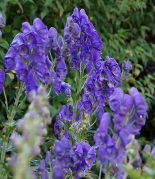 Aconitum carmichaelii 'Arendsii'