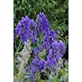 Aconitum carmichaelii 'Arendsii'