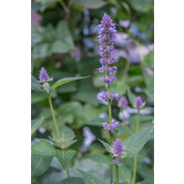 Agastache ''Blue Fortune''