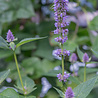 Agastache Agastache ''Blue Fortune'' Agastache Agastache ''Blue Fortune''