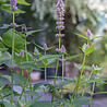 Agastache Agastache ''Blue Fortune'' Agastache Agastache ''Blue Fortune''