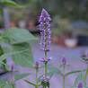 Agastache Agastache ''Blue Fortune'' Agastache Agastache ''Blue Fortune''
