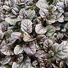 Ajuga Ajuga reptans 'Atropurpurea' Ajuga Ajuga reptans 'Atropurpurea'