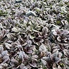 Ajuga Ajuga reptans 'Atropurpurea' Ajuga Ajuga reptans 'Atropurpurea'