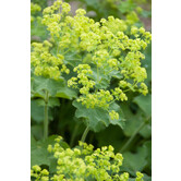 Alchemilla mollis