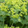 Alchemilla Alchemilla mollis Alchemilla Alchemilla mollis