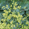 Alchemilla Alchemilla mollis Alchemilla Alchemilla mollis