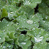 Alchemilla Alchemilla mollis Alchemilla Alchemilla mollis