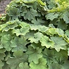 Alchemilla Alchemilla mollis Alchemilla Alchemilla mollis