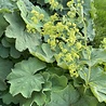 Alchemilla Alchemilla mollis Alchemilla Alchemilla mollis