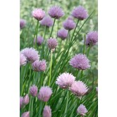 Allium schoenoprasum