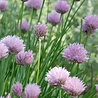 Allium Allium schoenoprasum Allium Allium schoenoprasum