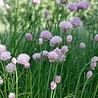 Allium Allium schoenoprasum Allium Allium schoenoprasum