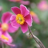 Anemone Anemone hupehensis 'Splendens' Anemone Anemone hupehensis 'Splendens'