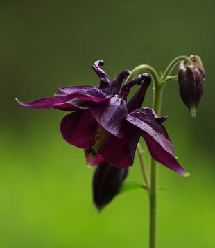 Aquilegia vulgaris 'Black Barlow'