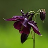 Aquilegia Aquilegia vulgaris 'Black Barlow' Aquilegia Aquilegia vulgaris 'Black Barlow'