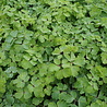 Aquilegia Aquilegia vulgaris 'Black Barlow' Aquilegia Aquilegia vulgaris 'Black Barlow'