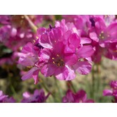 Armeria maritima 'Splendens'