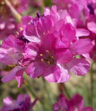 Armeria maritima 'Splendens'