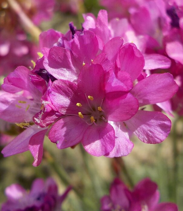 Armeria Armeria maritima 'Splendens'