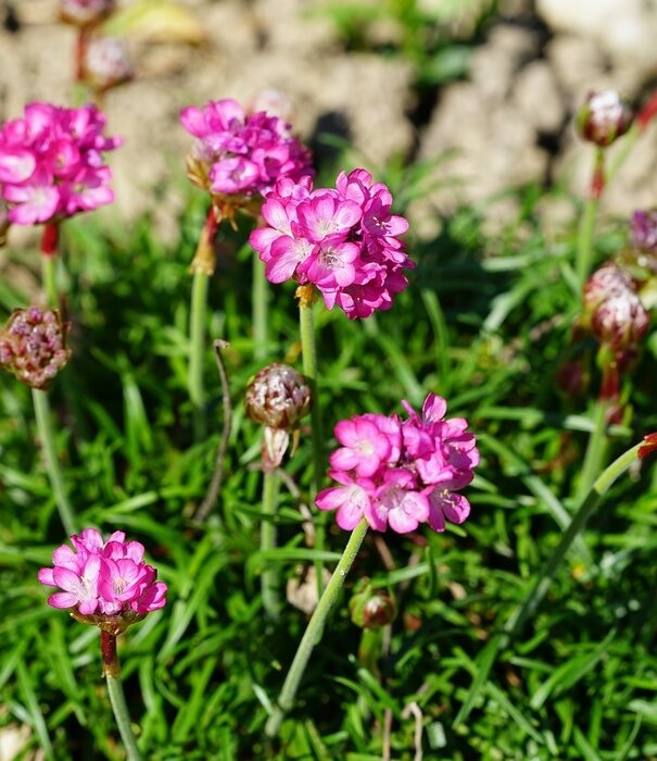 Armeria Armeria maritima 'Splendens'
