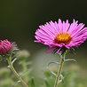 Aster Aster ''Anneke'' Aster Aster ''Anneke''