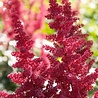 Astilbe Astilbe (A) 'Fanal' Astilbe Astilbe (A) 'Fanal'